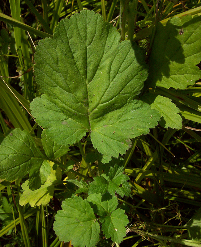 Изображение особи Geum aleppicum.