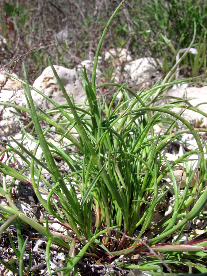 Image of Parapholis incurva specimen.