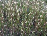 Setaria verticilliformis