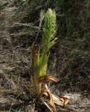 Himantoglossum hircinum. Зацветающее растение. Испания, Наварра, биосферный заповедник Bardenas Reales, урочище Vedado de Eguaras. 26 мая 2012 г.
