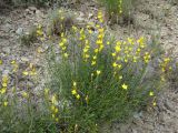 Haplophyllum monadelphum