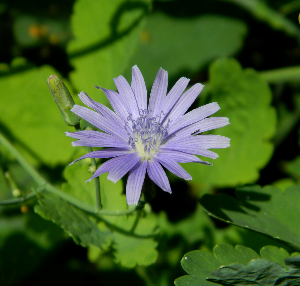 Image of Lactuca tatarica specimen.