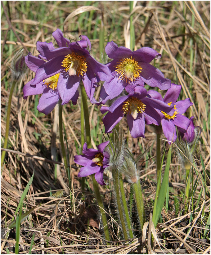 Изображение особи Pulsatilla patens.