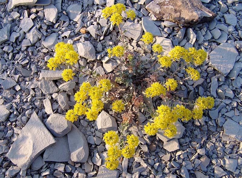 Image of Odontarrhena obtusifolia specimen.