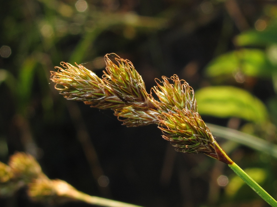 Изображение особи Carex leporina.