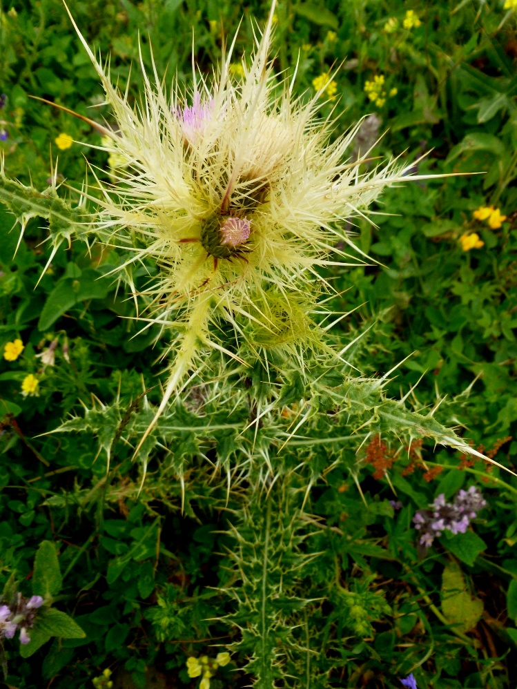 Изображение особи Cirsium obvallatum.