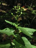 Scrophularia nodosa. Верхушка цветущего и плодоносящего растения. Крым, Чатырдаг, окр. Ангарского перевала. 28 июля 2012 г.