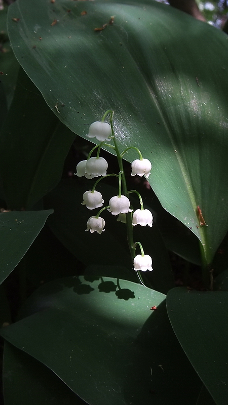 Изображение особи Convallaria majalis.