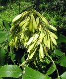 Fraxinus pennsylvanica. Соплодия. Астраханская обл., Володарский р-н, окрестности с. Калинино, берег р. Бузан. 09.08.2012.