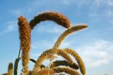 Setaria italica
