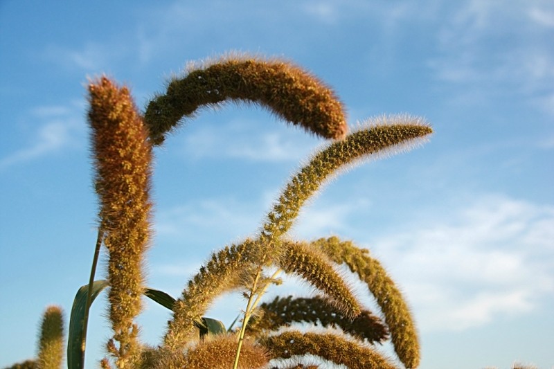 Image of Setaria italica specimen.