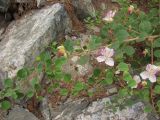 Capparis orientalis