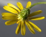 Senecio inaequidens