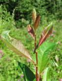 Salix phylicifolia