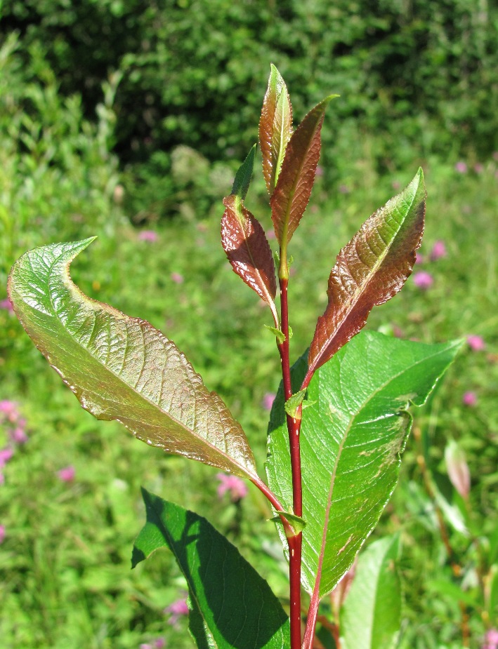 Image of Salix phylicifolia specimen.