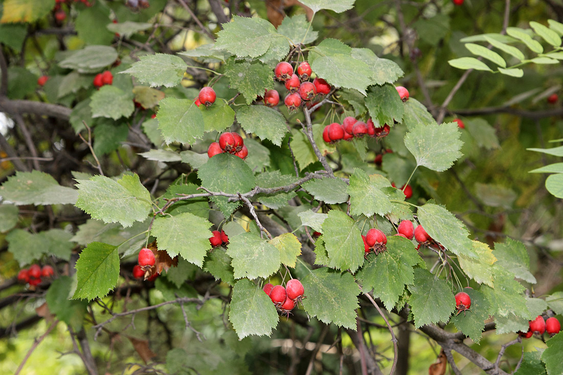 Image of Crataegus lauta specimen.