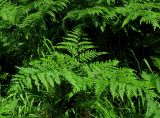 Pteridium подвид sibiricum