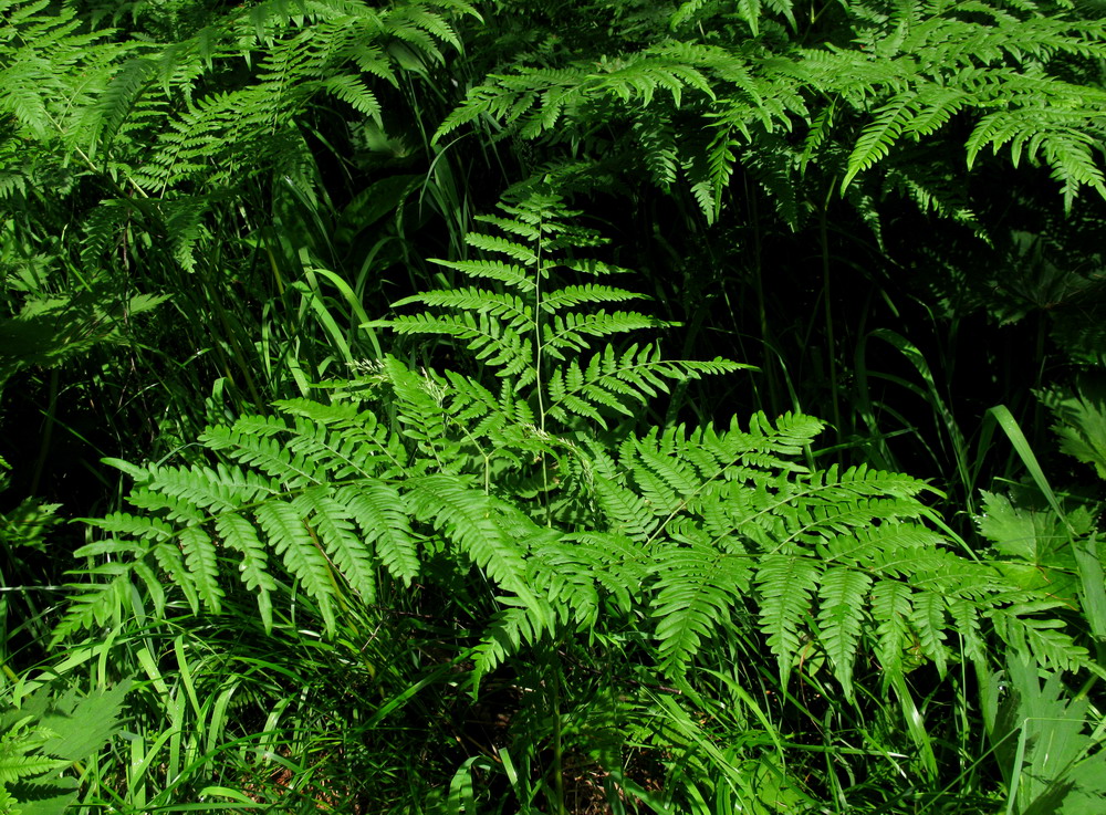 Изображение особи Pteridium pinetorum ssp. sibiricum.