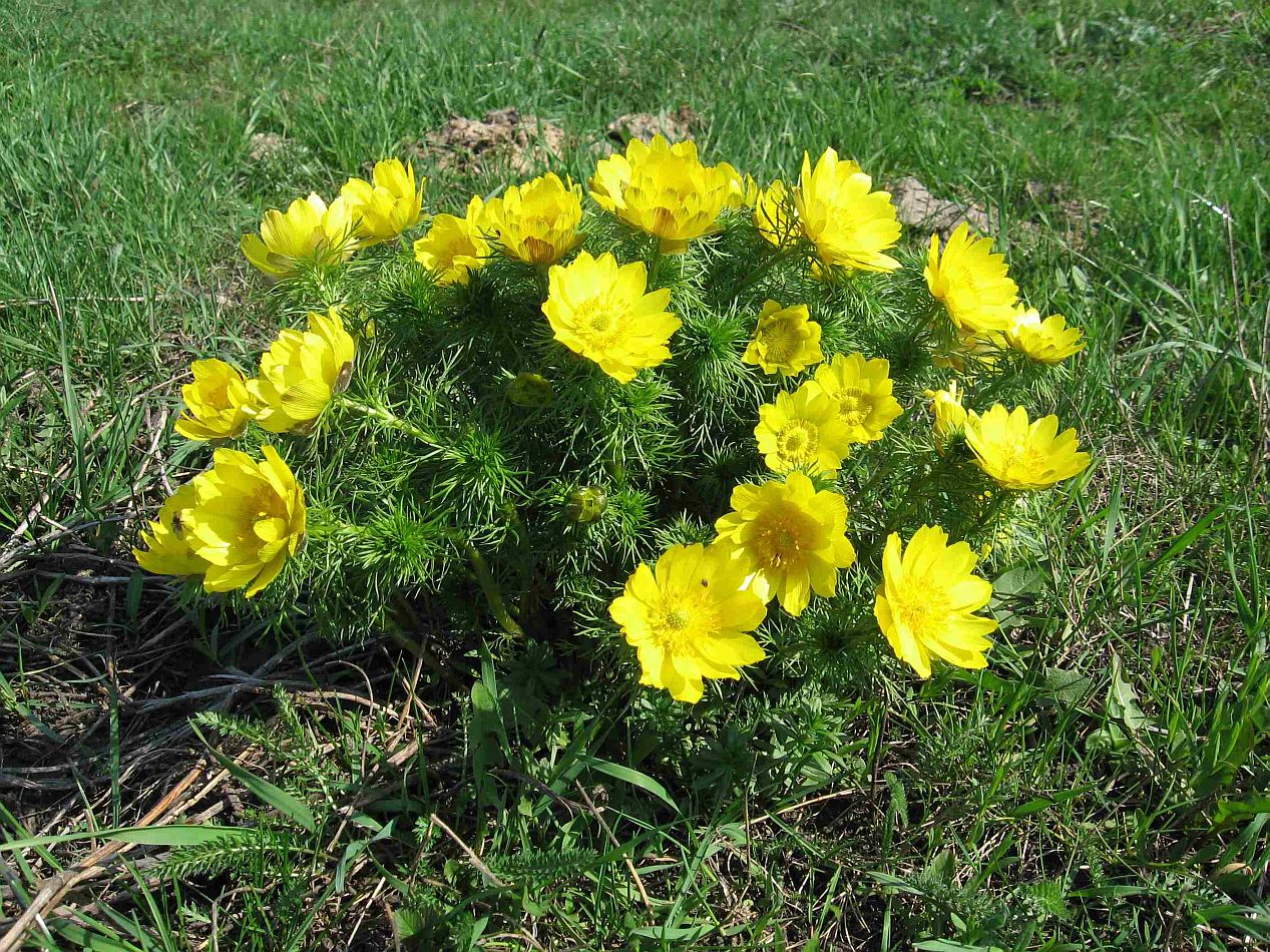 Изображение особи Adonis vernalis.