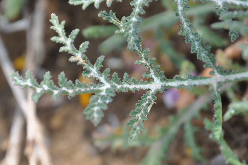 Изображение особи Crupina crupinastrum.