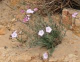 Convolvulus oleifolius. Цветущее растение. Israel, Negev Mountains. 16.04.2010.