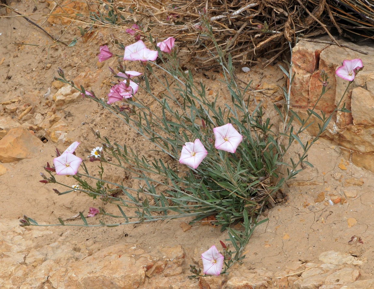 Image of Convolvulus oleifolius specimen.