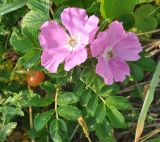 Rosa rugosa