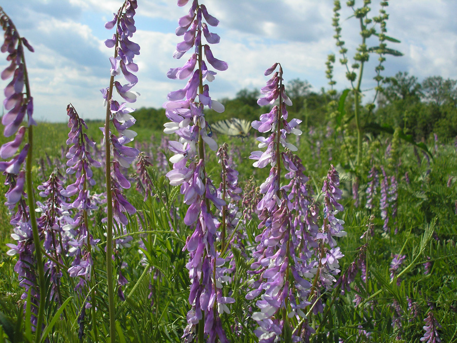 Image of Vicia tenuifolia specimen.