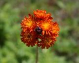 Pilosella aurantiaca