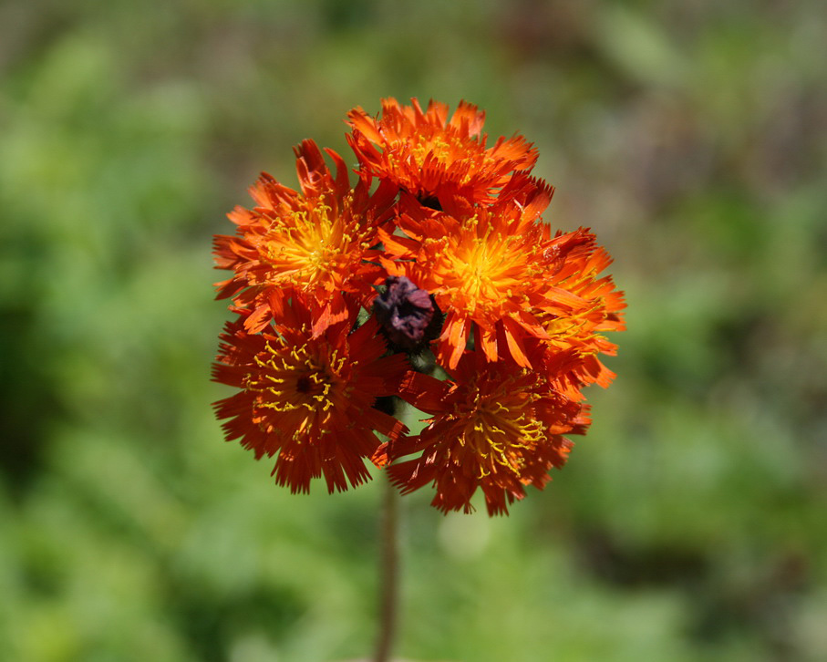 Изображение особи Pilosella aurantiaca.