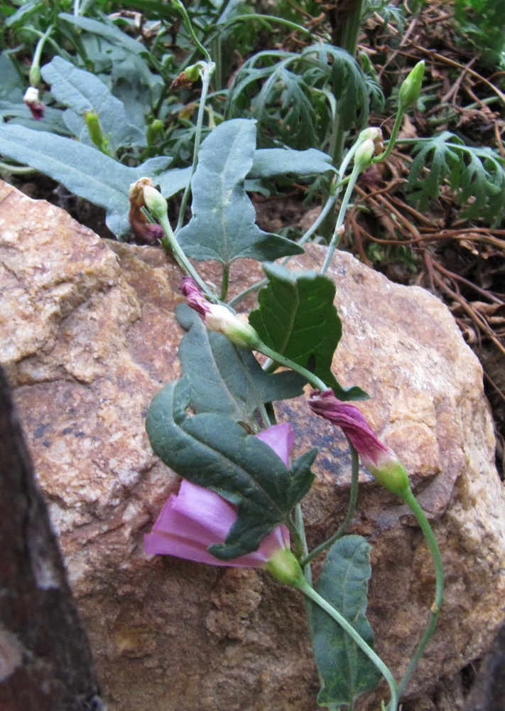 Изображение особи Convolvulus chinensis.