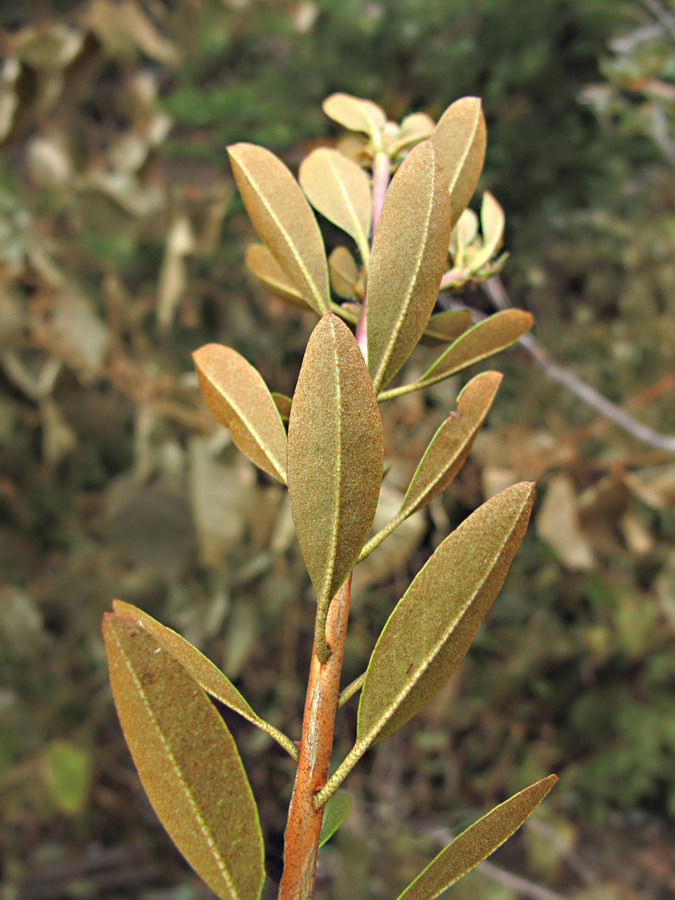 Изображение особи Rhododendron micranthum.