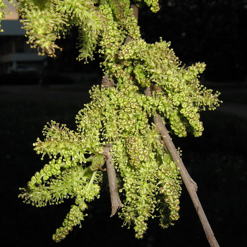 Изображение особи Morus alba.