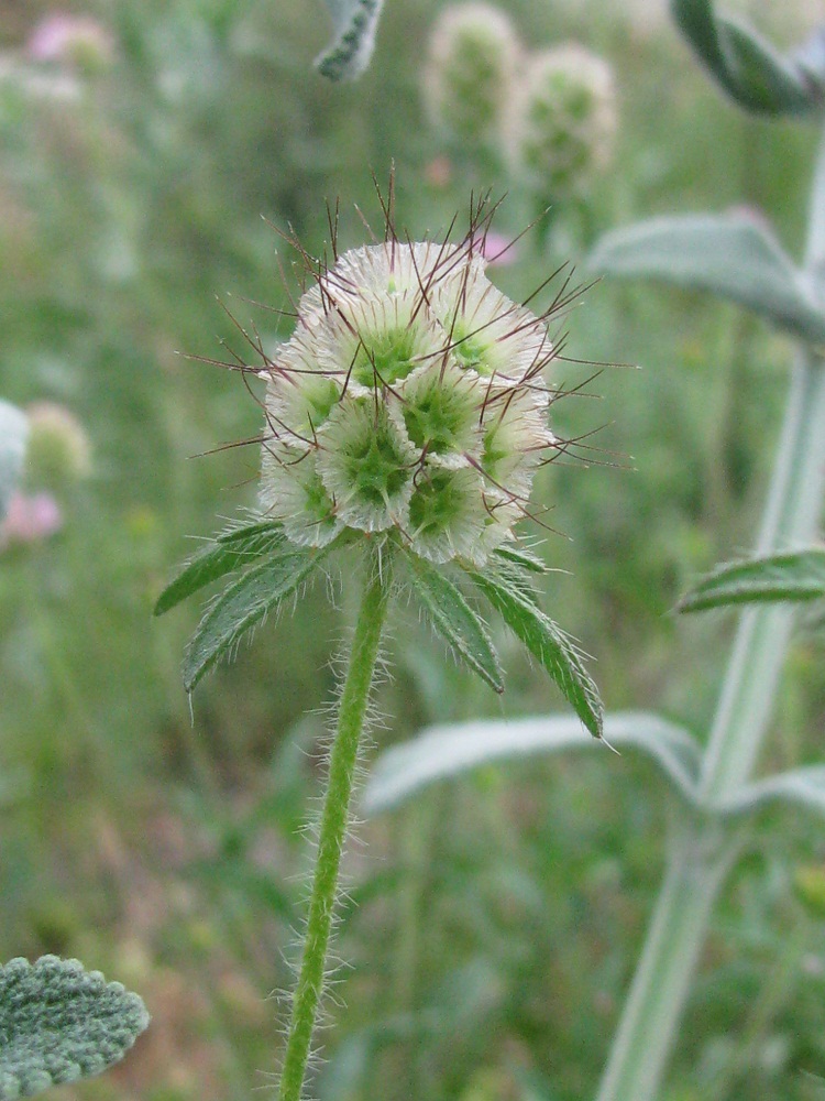 Изображение особи Lomelosia micrantha.