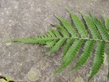genus Dryopteris