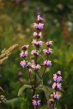 Phlomoides tuberosa