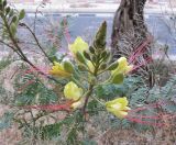 Caesalpinia gilliesii. Соцветие. Израиль, г. Беэр-Шева, городское озеленение. 01.04.2013.