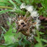 род Taraxacum. Осыпающееся соплодие с повреждённым грибами(?) основанием корзинки. Свердловская обл., городской округ Верхняя Пышма, окр. с. Мостовское, разнотравная поляна в берёзовом лесу. 11.06.2012.