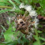 Taraxacum