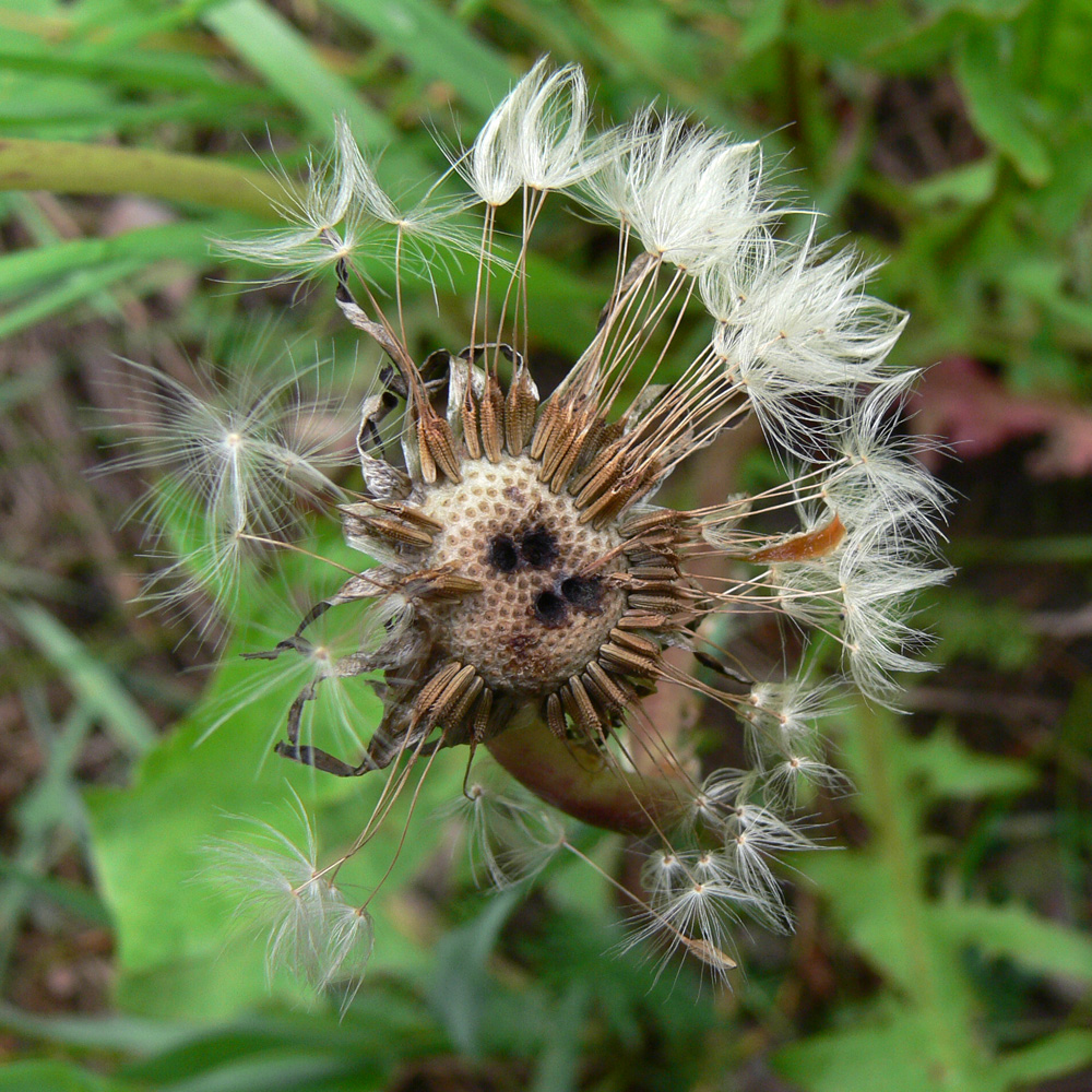 Изображение особи род Taraxacum.