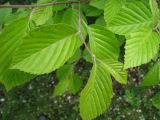 Duschekia fruticosa