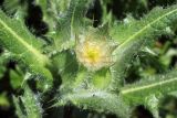 Centaurea benedicta
