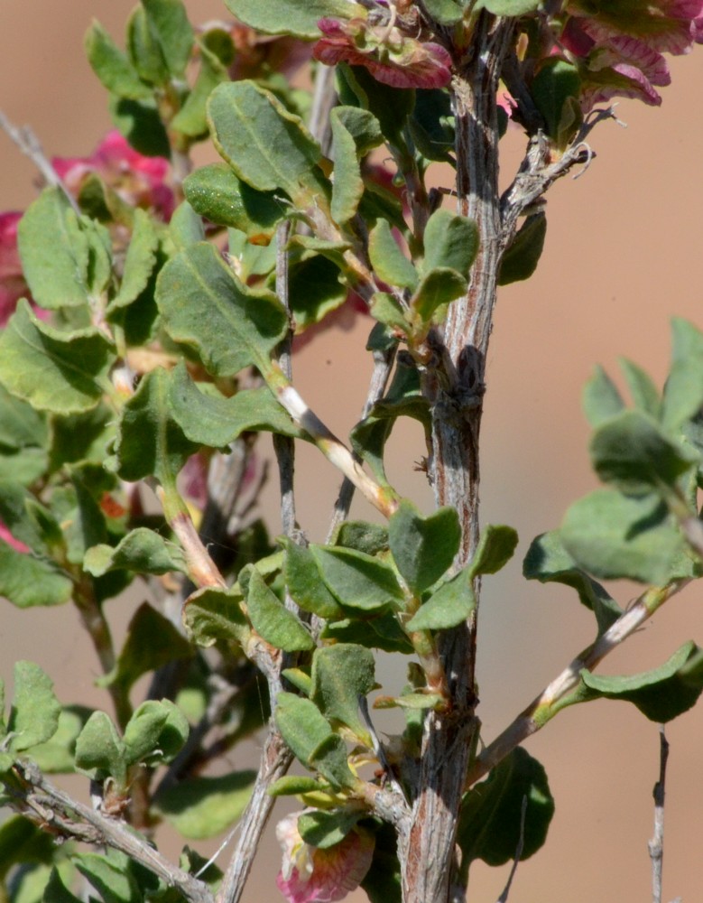 Изображение особи Atraphaxis replicata.