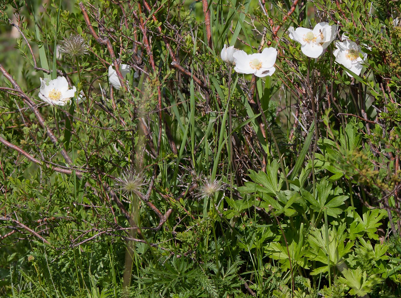 Изображение особи Anemone sylvestris.