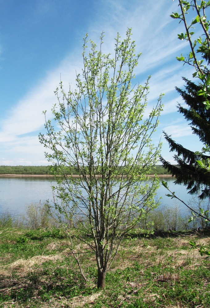 Image of Salix &times; smithiana specimen.