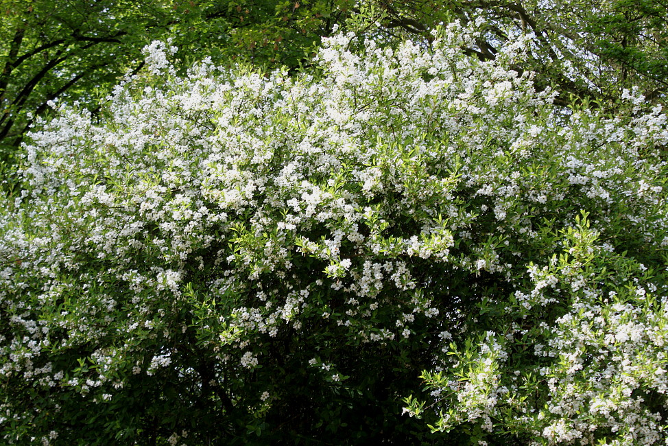 Image of Exochorda racemosa specimen.