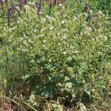 Salvia aethiopis. Цветущее растение. Ростовская обл., Неклиновский р-н, Носовское с/п, балка Камышовая. 11.06.2013.