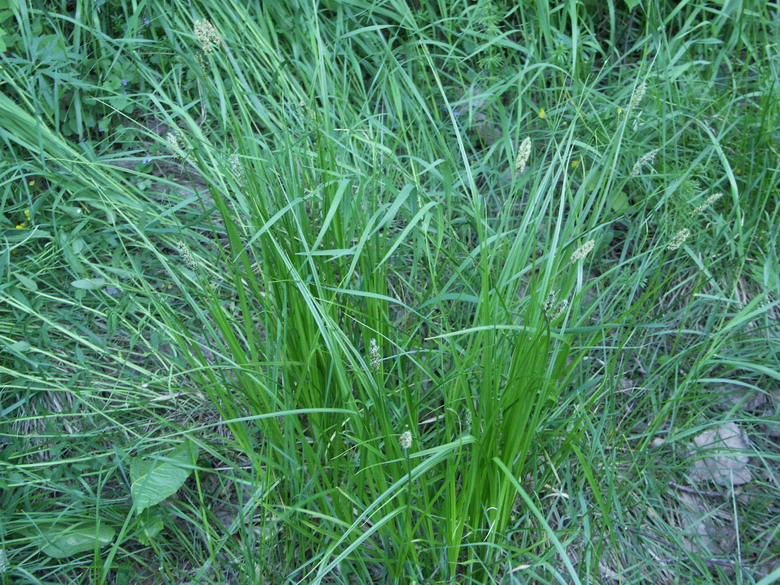 Изображение особи Carex vulpina.