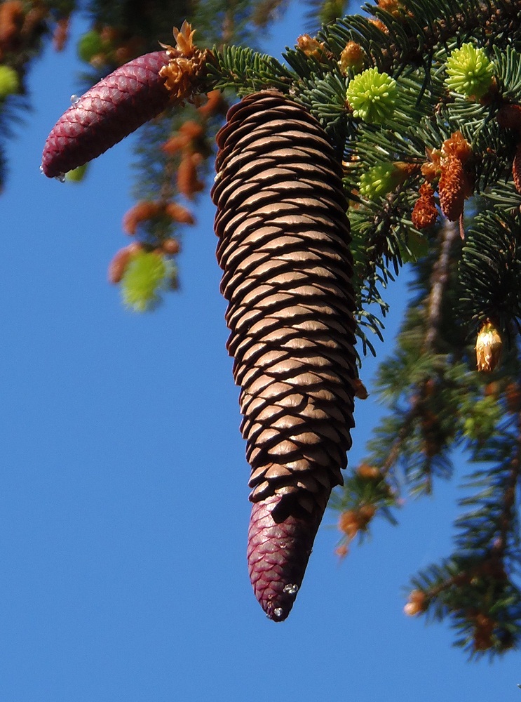 Изображение особи Picea abies.