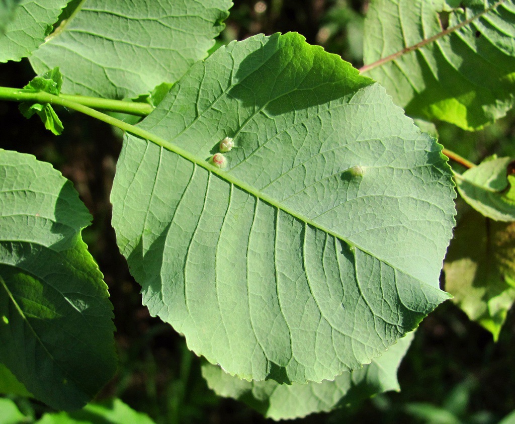 Image of Salix pyrolifolia specimen.